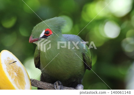 Front view portrait of a Guinea turaco against a lemon and green background. Front view portrait of a Guinea turaco against a lemon and green background. 140061148