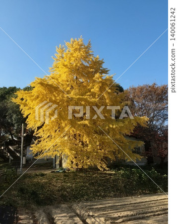 The vibrant autumn leaves of the large ginkgo tree stand out against the blue sky. The vibrant autumn leaves of the large ginkgo tree stand out against the blue sky. 140061242
