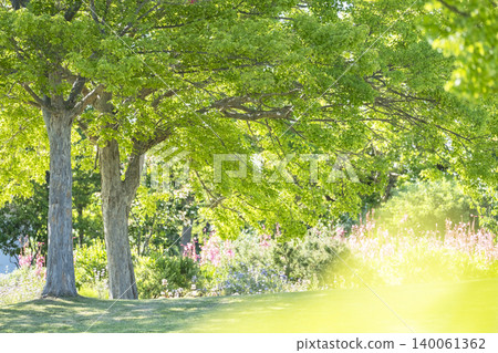 公園裡樹蔭下,鮮嫩的綠葉閃閃發光,構成了一幅美麗的畫面。 公園裡樹蔭下,鮮嫩的綠葉閃閃發光,構成了一幅美麗的畫面。 140061362