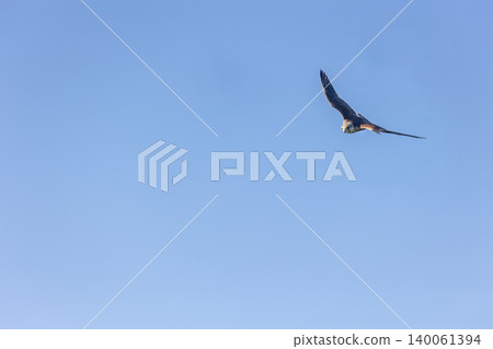 Medium-sized bird named the common swift.  Apus apus. 140061394