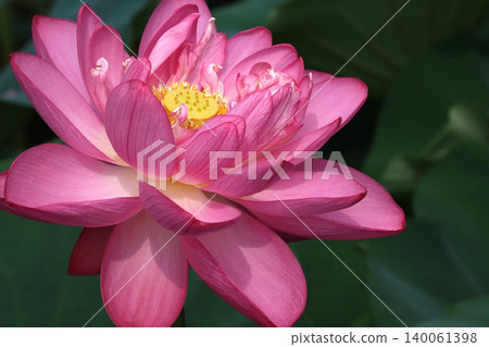 荷花點綴著越前縣的鄉村景色。 140061398