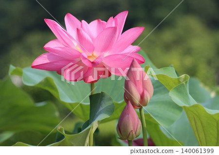 The lotus flowers this morning, radiating light, are even more vibrant. The lotus flowers this morning, radiating light, are even more vibrant. 140061399