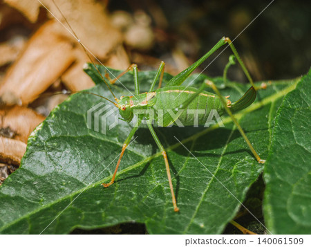 Macro close up of a green bush-cricket Tettigoniidae on a leaf -nature, entomology studies, biodiversity research, and agricultural topics involving potential crop-feeding insects 140061509