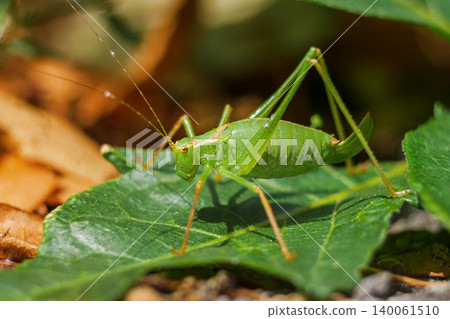 Macro close up of a green bush-cricket Tettigoniidae on a leaf -nature, entomology studies, biodiversity research, and agricultural topics involving potential crop-feeding insects 140061510