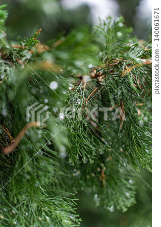 Thuja trees in the snowing period 140061671