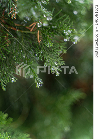 Thuja trees in the snowing period Thuja trees in the snowing period 140061672