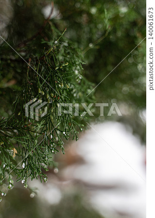Thuja trees in the snowing period Thuja trees in the snowing period 140061673