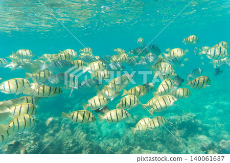 A school of surgeonfish swimming in the waters off Irabu Island 140061687