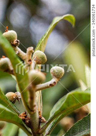 Unripe fruits of Japanese plum or Loquat on the tree in orchard Unripe fruits of Japanese plum or Loquat on the tree in orchard 140061734