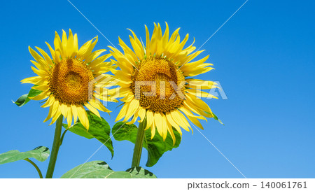 sunflower	 140061761