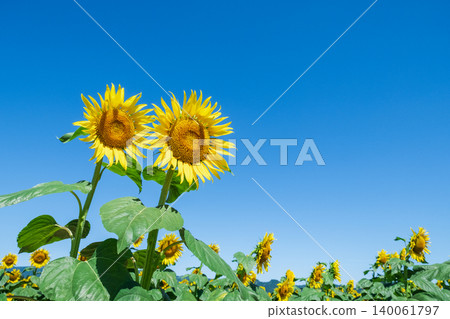 sunflower	 140061797