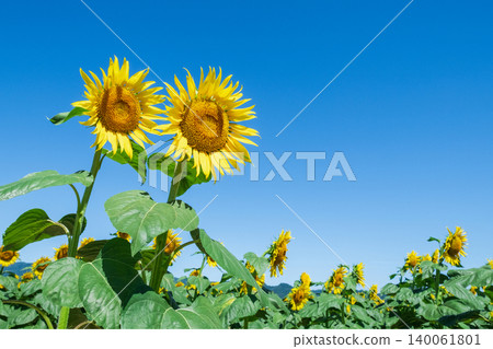 sunflower	 140061801