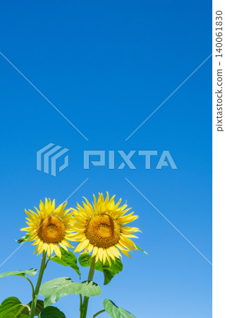 sunflower sunflower 140061830