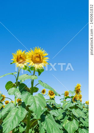 sunflower	 140061832
