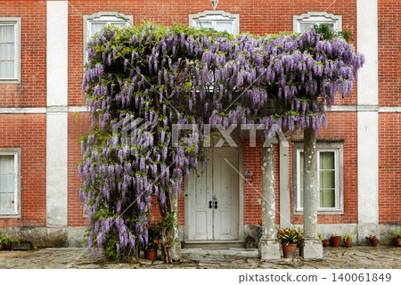 Beautiful purple wisteria flowers blooming over the entrance of a historic brick building in Sintra, Portugal Beautiful purple wisteria flowers blooming over the entrance of a historic brick building in Sintra, Portugal 140061849