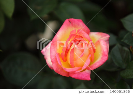 Arao City Ominous Citizen Flower Bed Rose Flower, Arao City Ominous Citizen Flower Bed Rose Flower, 140061866