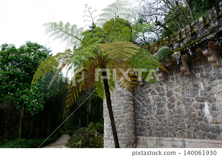 Exotic tree fern growing next to an ancient stone wall in a historic park in Sintra, Portugal Exotic tree fern growing next to an ancient stone wall in a historic park in Sintra, Portugal 140061930
