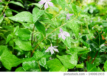 Beautiful periwinkle flowers and green leaves with raindrops at Quinta da Regaleira in Sintra, Portugal Beautiful periwinkle flowers and green leaves with raindrops at Quinta da Regaleira in Sintra, Portugal 140061933