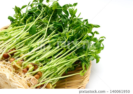 生根的家豌豆苗 生根的家豌豆苗 140061950