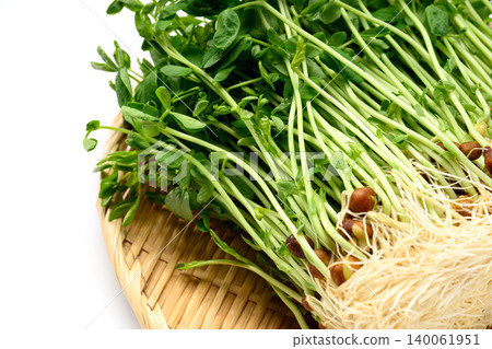 Rooted domestic pea sprouts Rooted domestic pea sprouts 140061951
