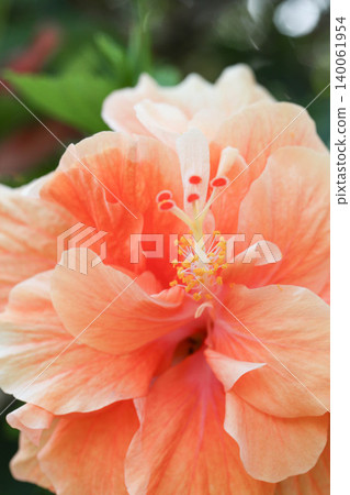 Red hibiscus flower Red hibiscus flower 140061954