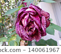 Deep purple rose bloom. 140061967