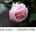 Pale pink rose with insect. 140061996