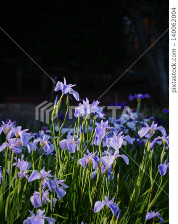 Iris Iris 140062004