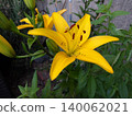 Yellow lily bloom. 140062021