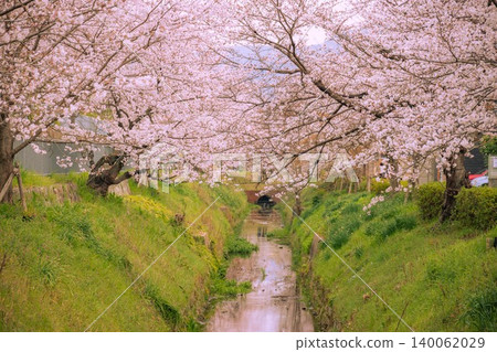 Kyoto Matsugasaki Canal - Cherry Blossoms Kyoto Matsugasaki Canal - Cherry Blossoms 140062029