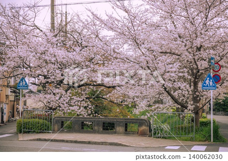 京都鬆崎運河 - 櫻花 京都鬆崎運河 - 櫻花 140062030