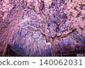 京都本滿寺：夜間櫻花燈光秀 140062031