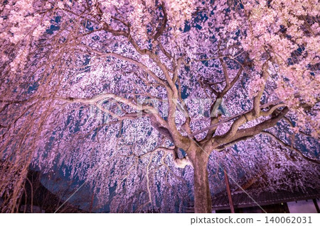 京都本滿寺:夜間櫻花燈光秀 京都本滿寺:夜間櫻花燈光秀 140062031