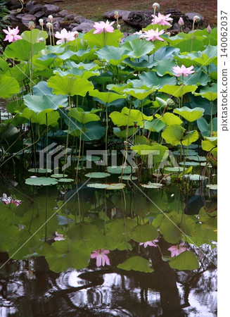 Lotus flowers in Senshu Park reflected on the water's surface Lotus flowers in Senshu Park reflected on the water's surface 140062037