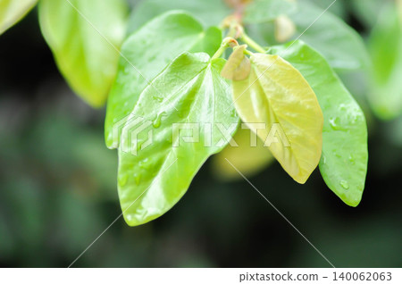 ficus pumila or climbing fig or Climbing Vine ficus pumila or climbing fig or Climbing Vine 140062063