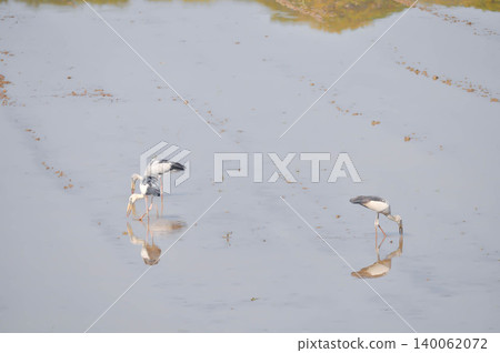 Anastomus oscitans, Asian openbill or Asian Openbill stork or Ciconia boyciana or Oriental stork or bird Anastomus oscitans, Asian openbill or Asian Openbill stork or Ciconia boyciana or Oriental stork or bird 140062072
