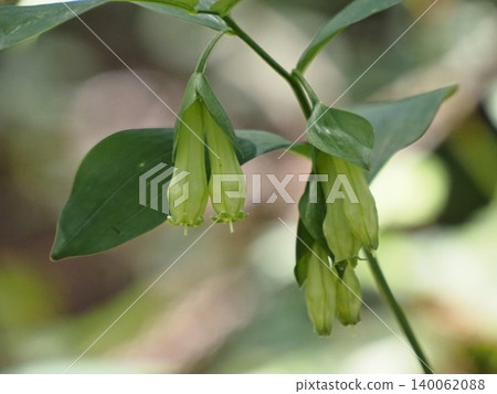Crocodile flower 140062088