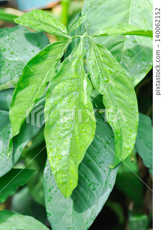 Syngonium podophyllum, Arrowhead Vine or Goosefoot Plant or Araceae or bicolor syngonium and rain droplet 140062152