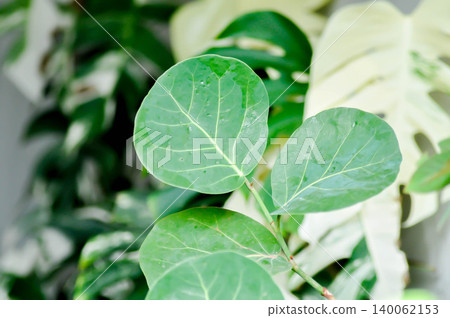 Coccoloba uvifera ,Sea grape or POLYGONACEAE 140062153