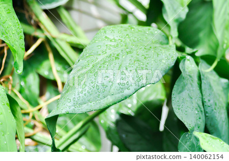 Syngonium podophyllum, Arrowhead Vine or Goosefoot Plant or Araceae or bicolor syngonium and rain droplet Syngonium podophyllum, Arrowhead Vine or Goosefoot Plant or Araceae or bicolor syngonium and rain droplet 140062154