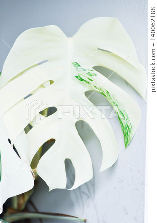 Monstera Albo or Monstera, Herricane plant or Swiss cheese or bicolor Monstera or white leaf 140062188