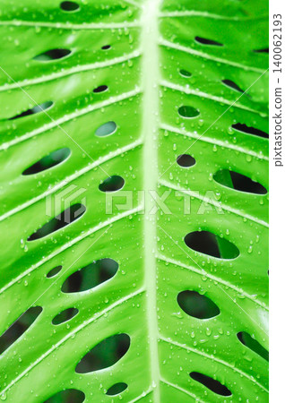 Monstera, Hurricane plant or Swiss cheese plant or ARACEAE and rain droplet Monstera, Hurricane plant or Swiss cheese plant or ARACEAE and rain droplet 140062193