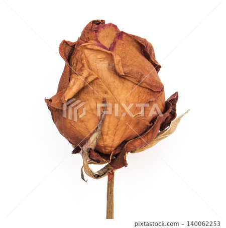 top view Close-up withering roses on white background top view Close-up withering roses on white background 140062253