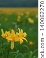 Day lily soaked in the morning dew 140062270