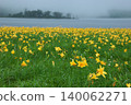 Clusters of daylilies adorn the misty lakeside. 140062271