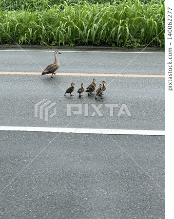 雨後,一群綠頭鴨正在過馬路。 雨後,一群綠頭鴨正在過馬路。 140062277