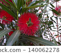 Red bottlebrush flower. 140062278