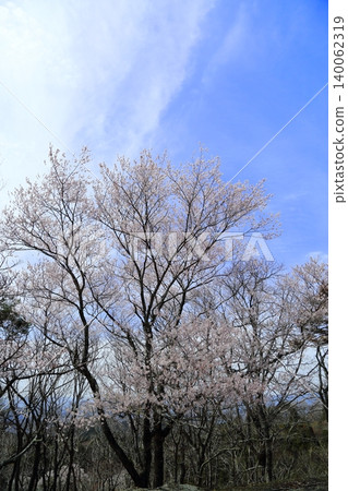 妙健山上的櫻花 妙健山上的櫻花 140062319