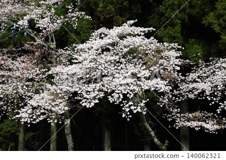 妙健山上的櫻花 妙健山上的櫻花 140062321