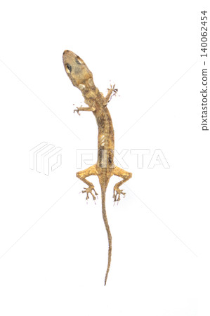 death lizard skeleton on white background death lizard skeleton on white background 140062454